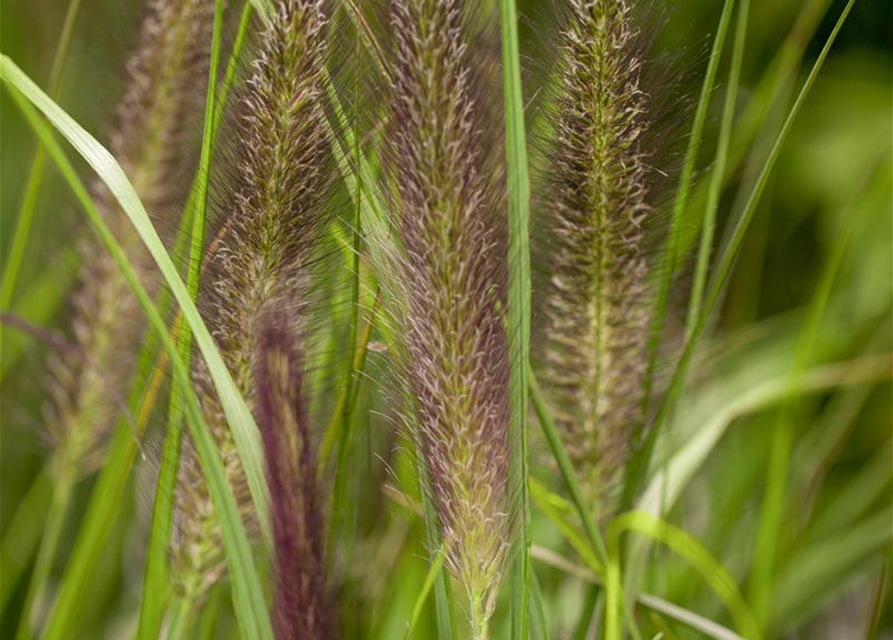 Pennisetum alopecuroides var. viridescens