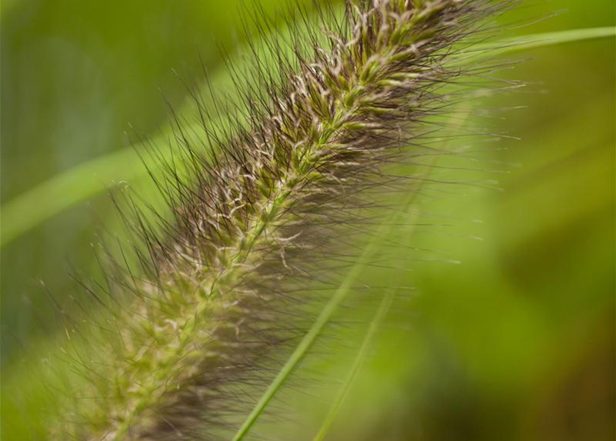 Pennisetum alopecuroides var. viridescens