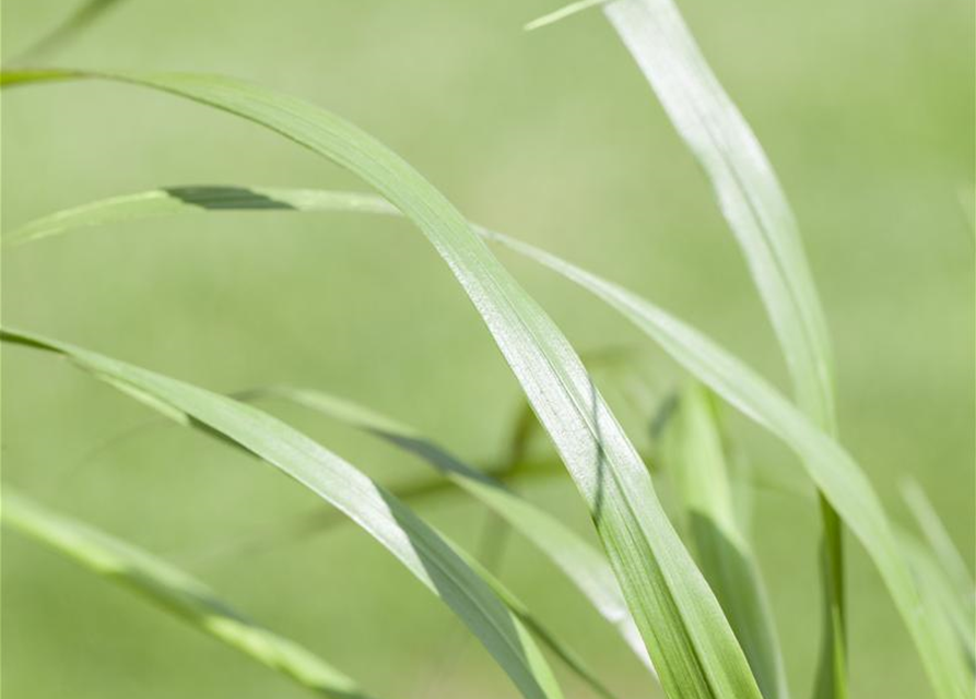 Pennisetum alopecuroides var. viridescens