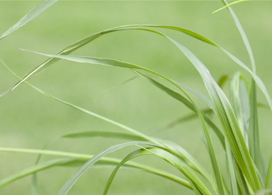 Pennisetum alopecuroides var. viridescens