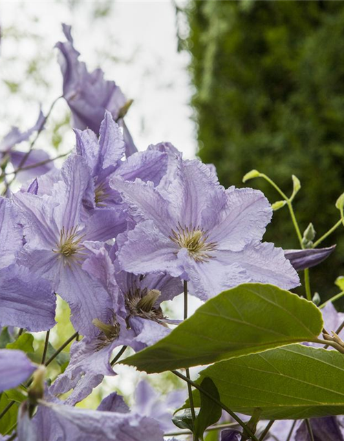 Clematis hybrida 'Blekitny Aniol'