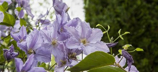 Clematis hybrida 'Blekitny Aniol'