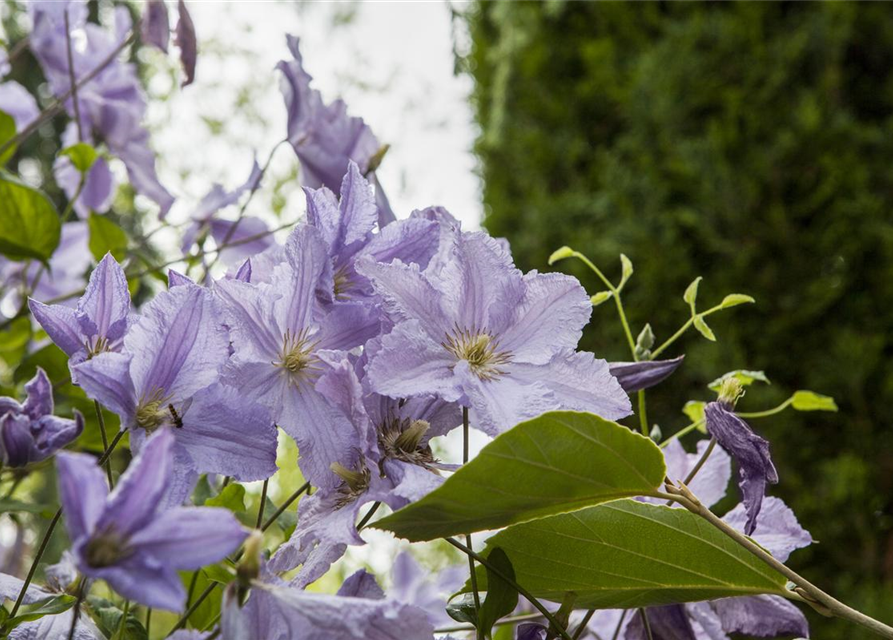 Clematis hybrida 'Blekitny Aniol'