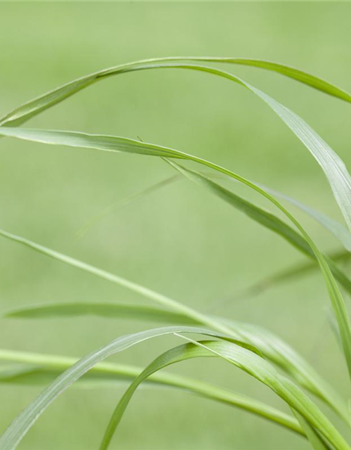 Pennisetum alopecuroides var. viridescens