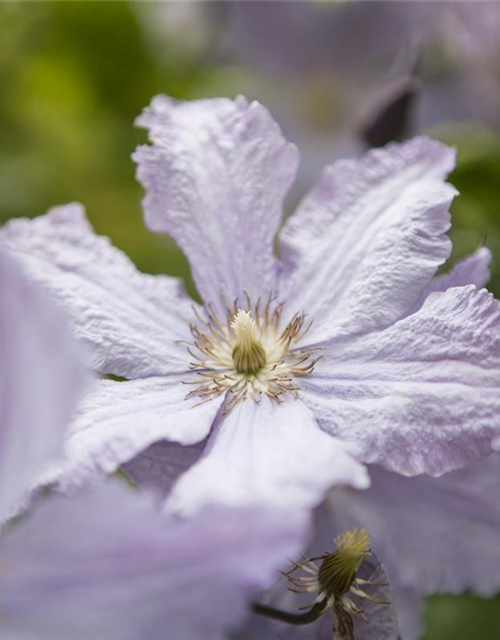 Clematis hybrida 'Blekitny Aniol'