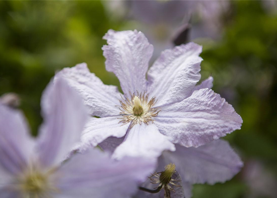 Clematis hybrida 'Blekitny Aniol'