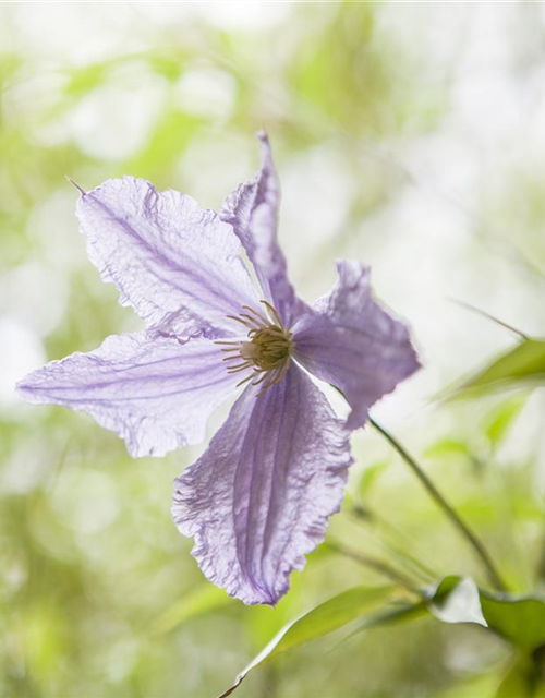 Clematis hybrida 'Blekitny Aniol'