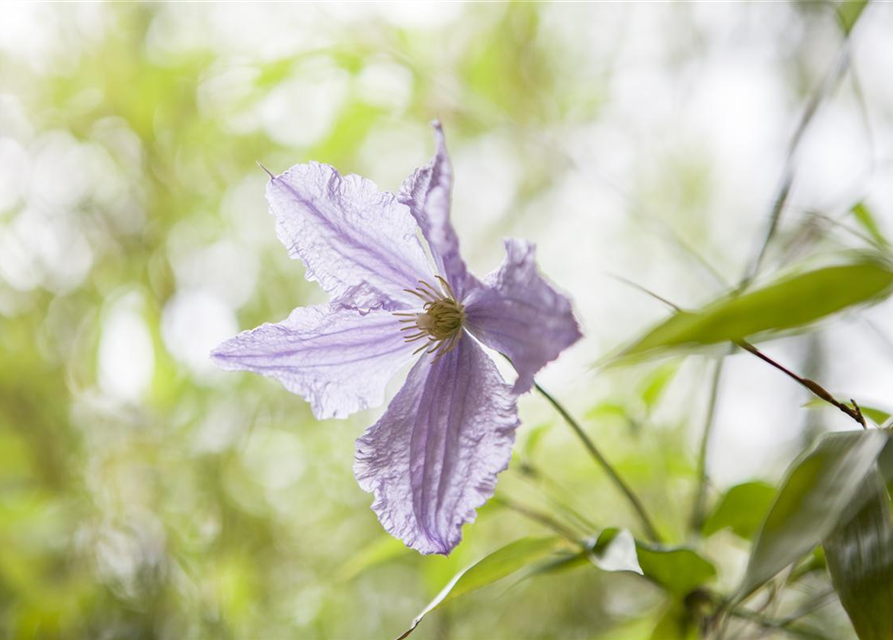 Clematis hybrida 'Blekitny Aniol'