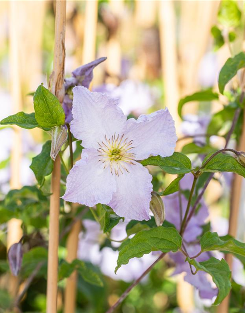 Clematis hybrida 'Blekitny Aniol'