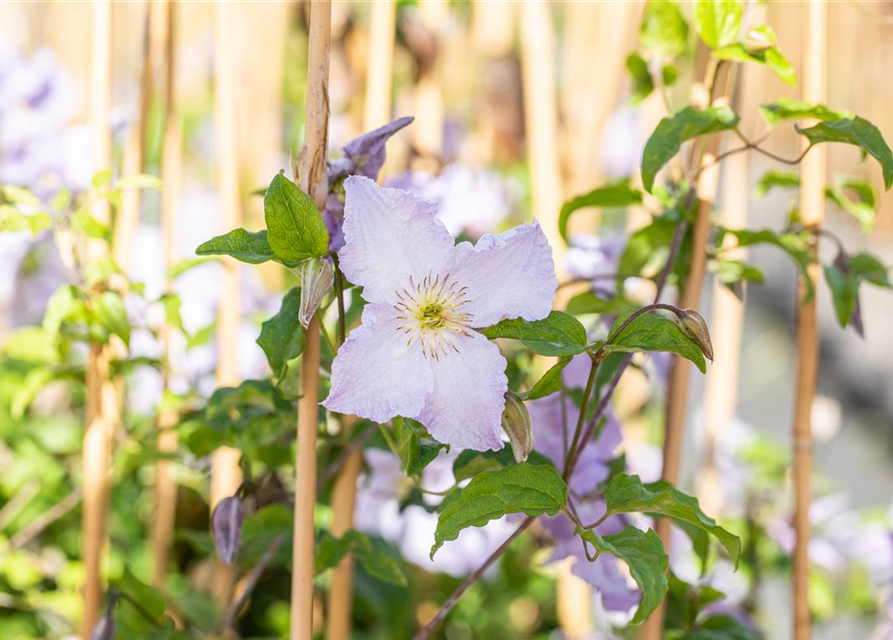 Clematis hybrida 'Blekitny Aniol'