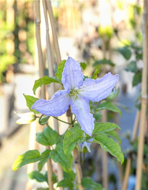 Clematis hybrida 'Blekitny Aniol'