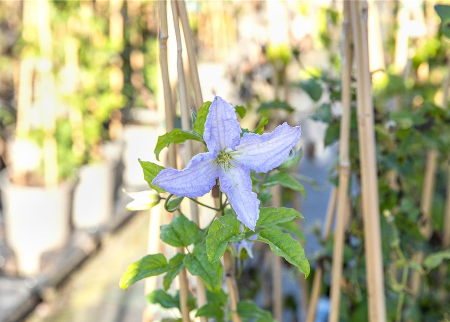 Clematis hybrida 'Blekitny Aniol'