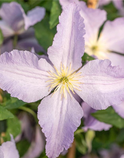 Clematis hybrida 'Blekitny Aniol'