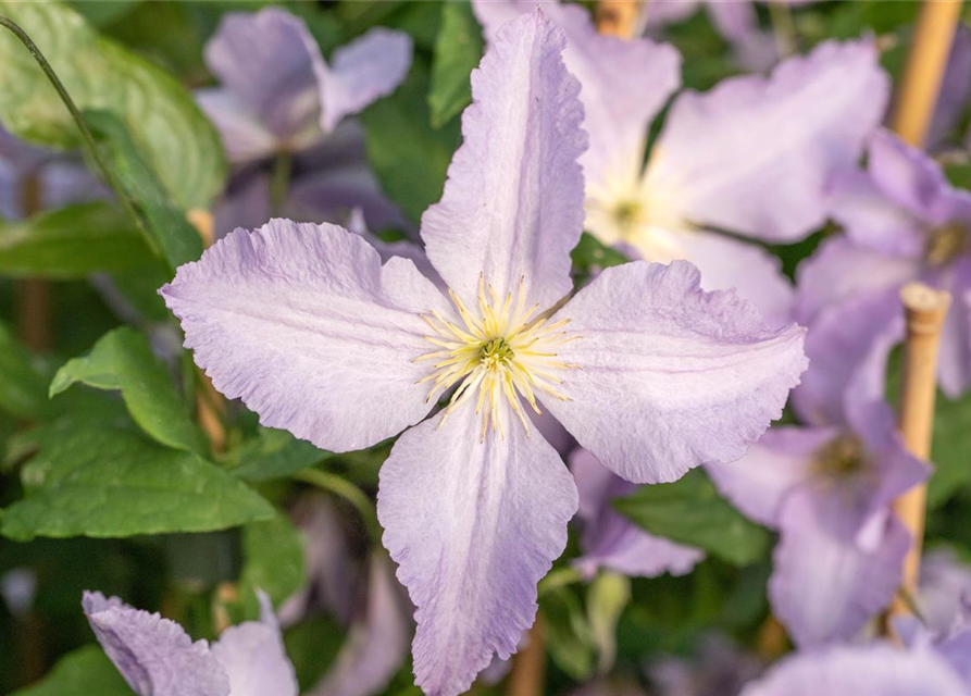 Clematis hybrida 'Blekitny Aniol'