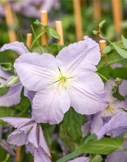 Clematis hybrida 'Blekitny Aniol'