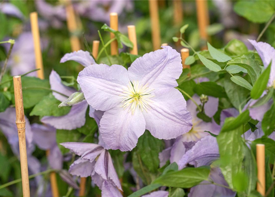 Clematis hybrida 'Blekitny Aniol'