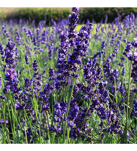 Lavandula angustifolia 'Hidcote Blue'