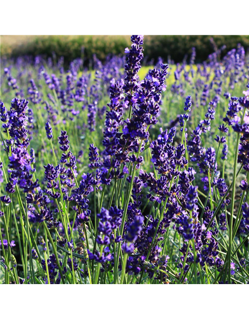 Lavandula angustifolia 'Hidcote Blue'