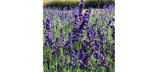 Lavandula angustifolia 'Hidcote Blue'