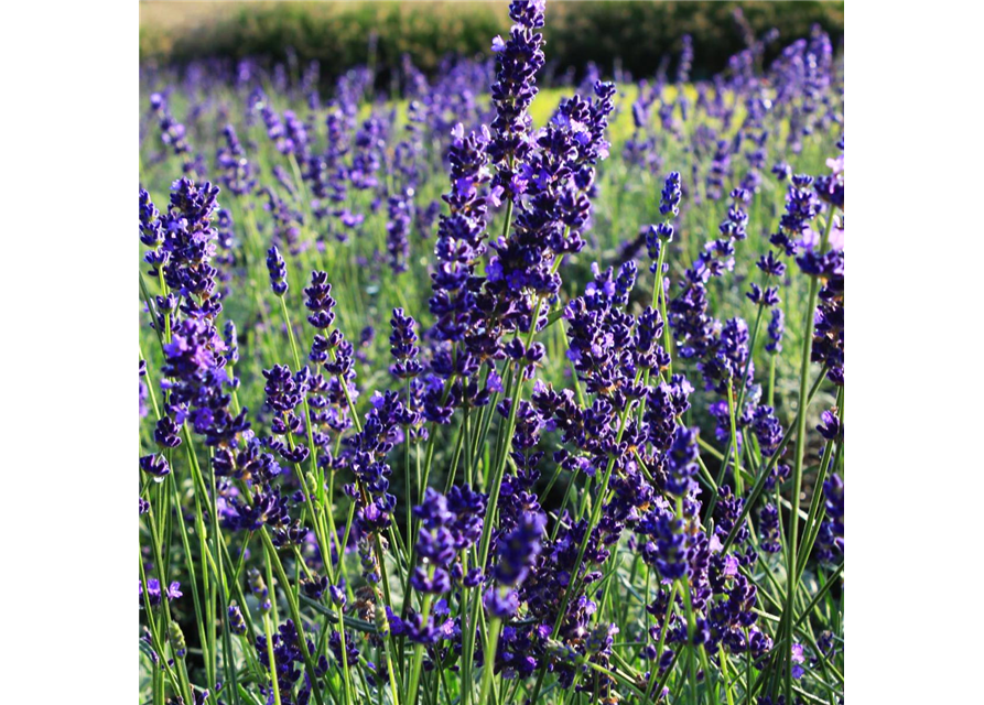 Lavandula angustifolia 'Hidcote Blue'