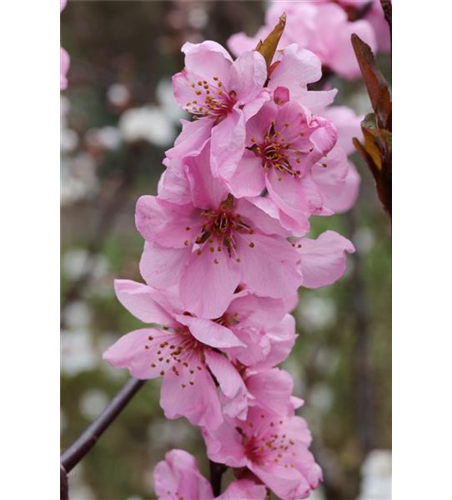 Prunus amygdalopersica 'Spring Glow' CAC