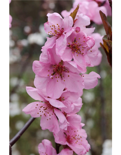 Prunus amygdalopersica 'Spring Glow' CAC