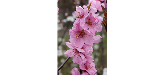 Prunus amygdalopersica 'Spring Glow' CAC