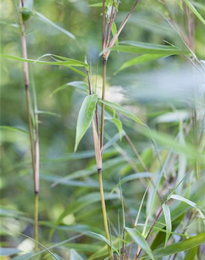 Fargesia murielae 'Eike'