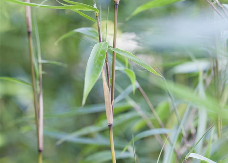 Fargesia murielae 'Eike'