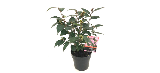 R Camellia japonica 'Spring Festival'