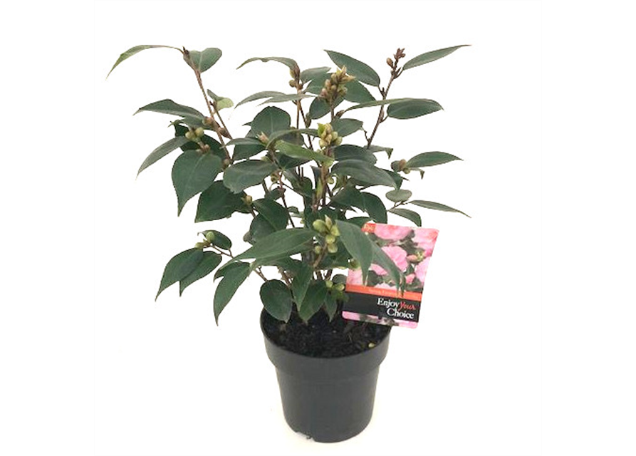 R Camellia japonica 'Spring Festival'