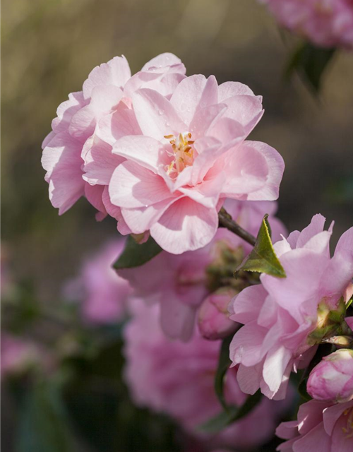 R Camellia japonica 'Spring Festival'