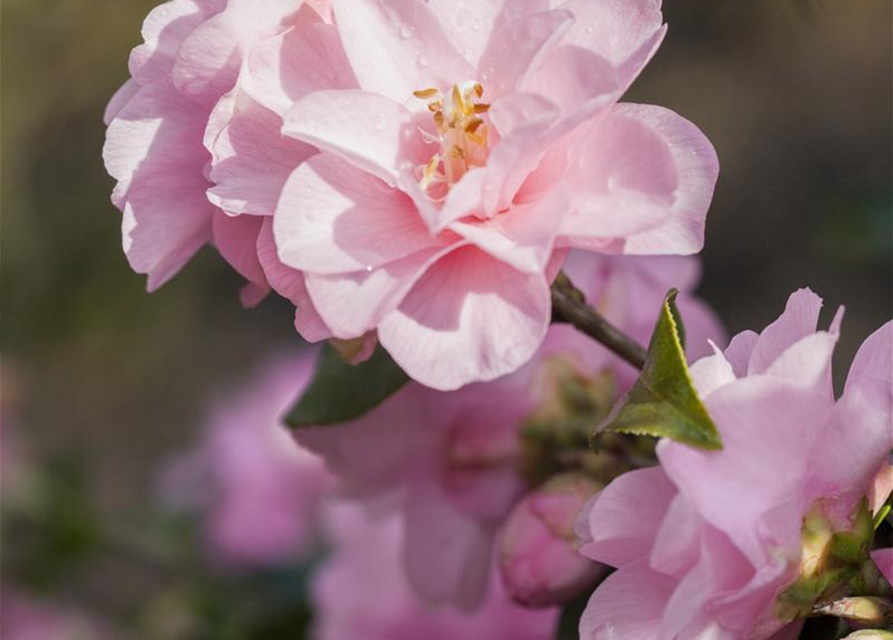 R Camellia japonica 'Spring Festival'