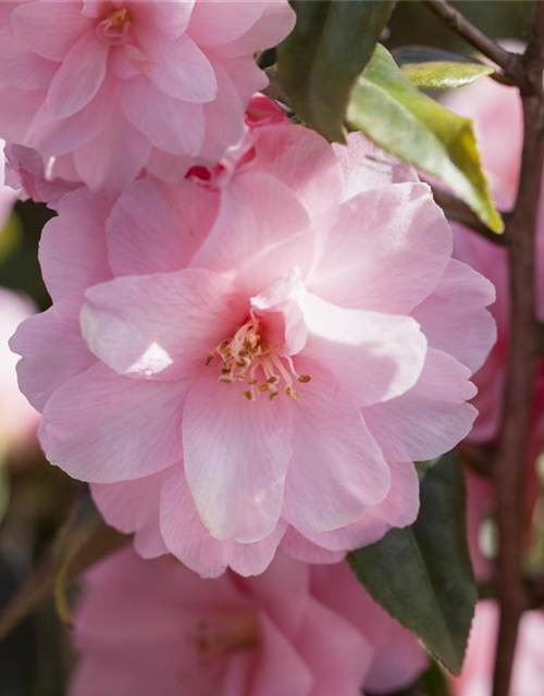 R Camellia japonica 'Spring Festival'