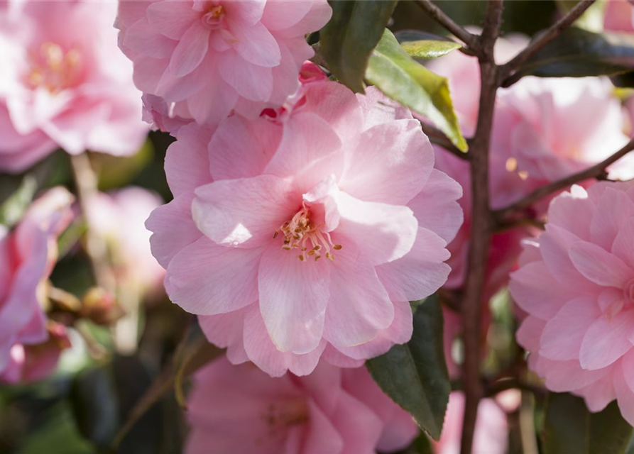 R Camellia japonica 'Spring Festival'