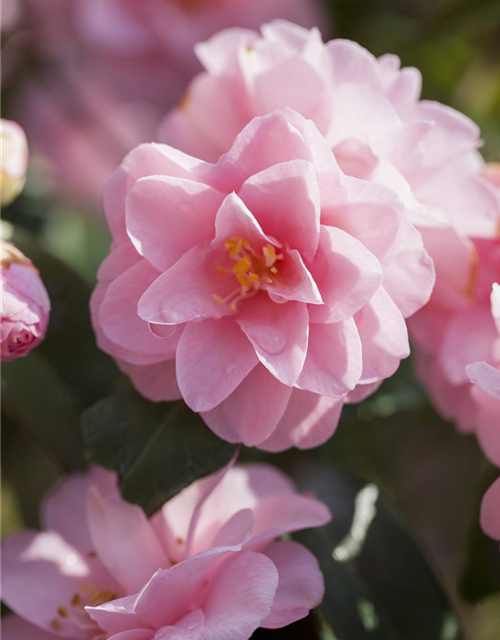 R Camellia japonica 'Spring Festival'