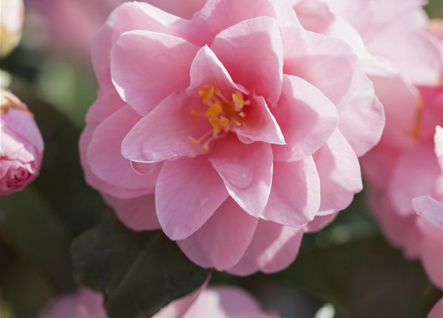 R Camellia japonica 'Spring Festival'