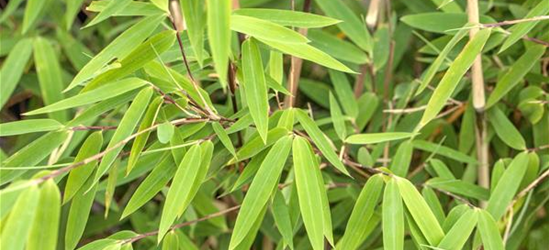 Fargesia nitida 'Volcano'