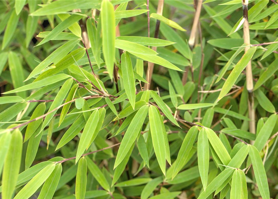 Fargesia nitida 'Volcano'