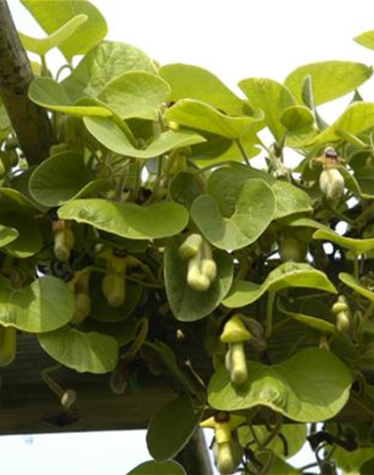 Aristolochia macrophylla