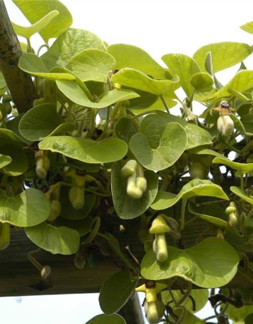 Aristolochia macrophylla