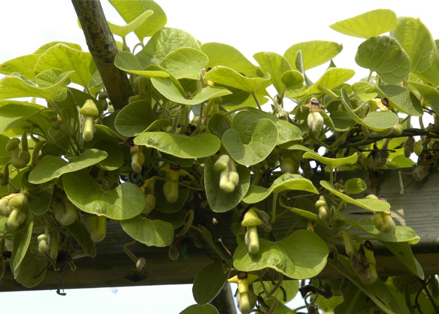 Aristolochia macrophylla