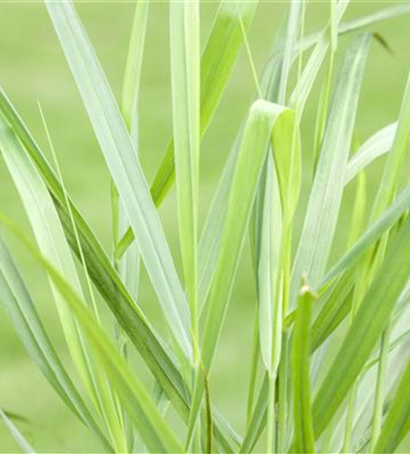 Panicum virgatum 'Rotstrahlbusch'