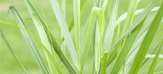 Panicum virgatum 'Rotstrahlbusch'