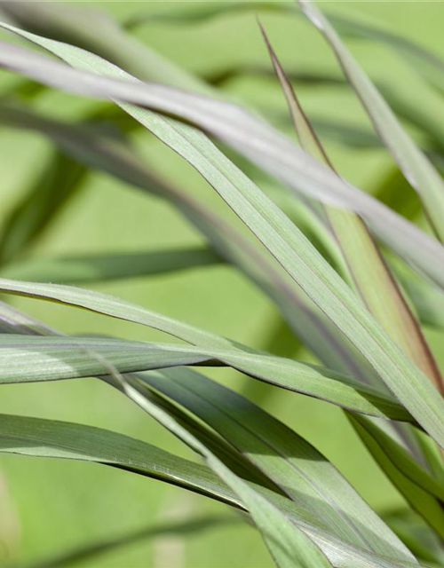 Panicum virgatum 'Rotstrahlbusch'