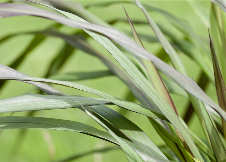 Panicum virgatum 'Rotstrahlbusch'