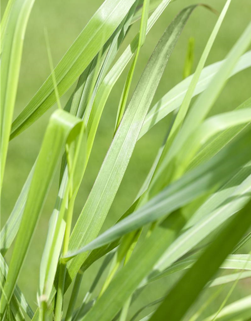 Panicum virgatum 'Rotstrahlbusch'