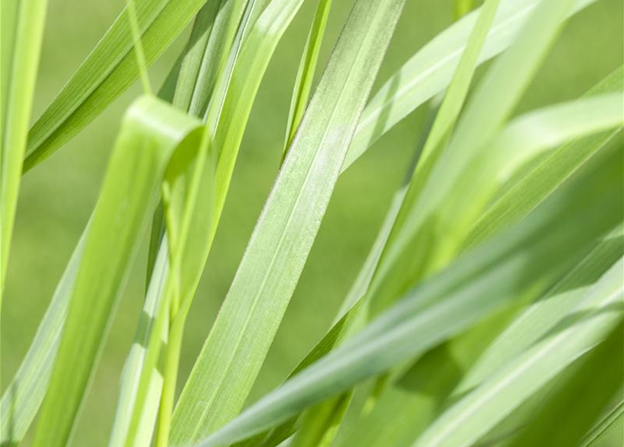 Panicum virgatum 'Rotstrahlbusch'