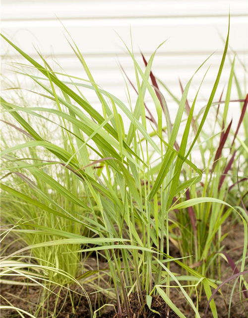 Panicum virgatum 'Rotstrahlbusch'