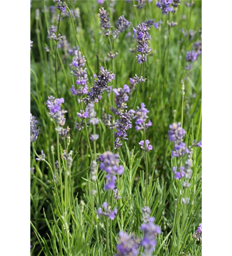 Lavandula angustifolia 'Munstead'